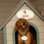 Disney’s Hilton Head Island Activities Post Image