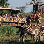 MickeyTravels Agent Virtual Meet & Greet – Jennifer Robertson Post Image