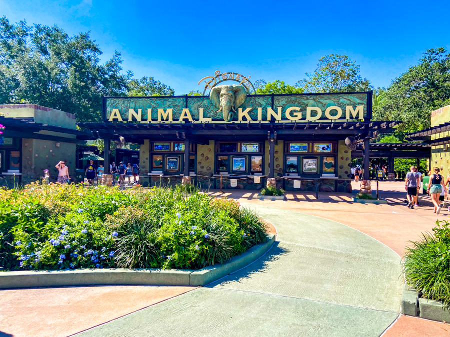 The Best Disney’s Animal Kingdom-Inspired Baby Names for Future Adventurers! Post Image
