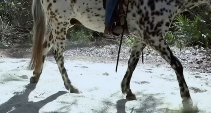 How Disney World Uses Recycled Glass For Horse Trails and Greenhouse Floors Post Image