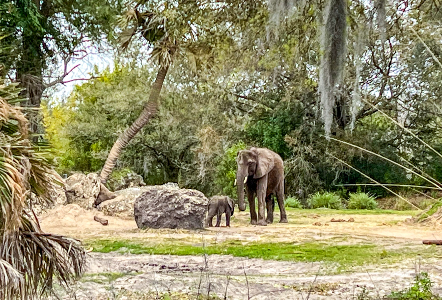New Zebra Foal Has Joined the Herd in Disney’s Animal Kingdom Post Image