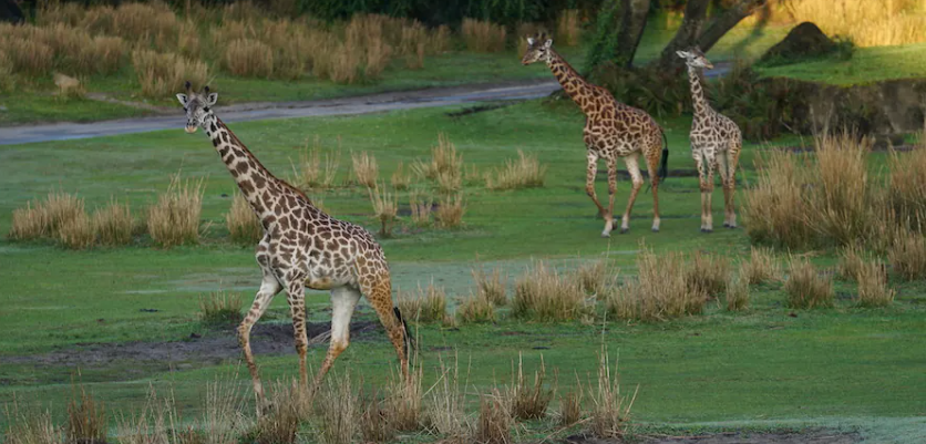 Amazing Wildlife Experiences at Disney World Post Image