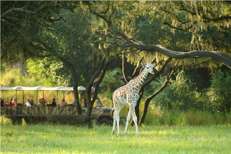 WATCH: Flamingos Return Home to Disney’s Animal Kingdom Following Hurricane Milton Post Image