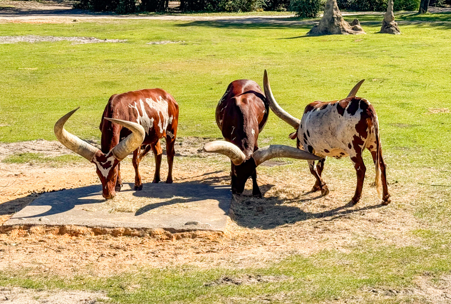 Introducing Theo — the Baby Okapi Born at Disney’s Animal Kingdom Lodge Post Image
