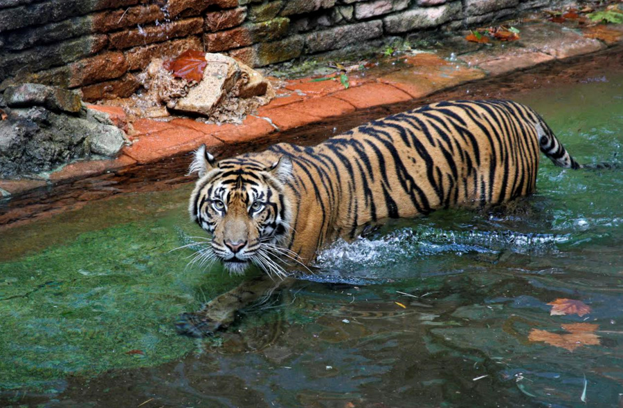 Bakso Update: Tune Into Disney’s New Tiger Tuesdays on YouTube! Post Image