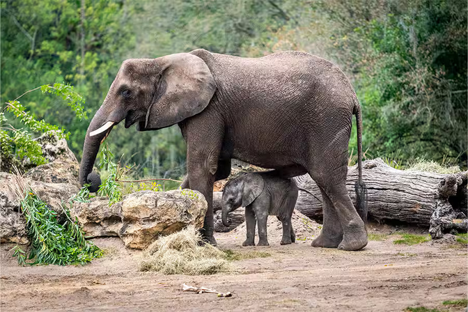 Corra the Elephant Celebrates Her First Birthday at Disney’s Animal Kingdom Post Image