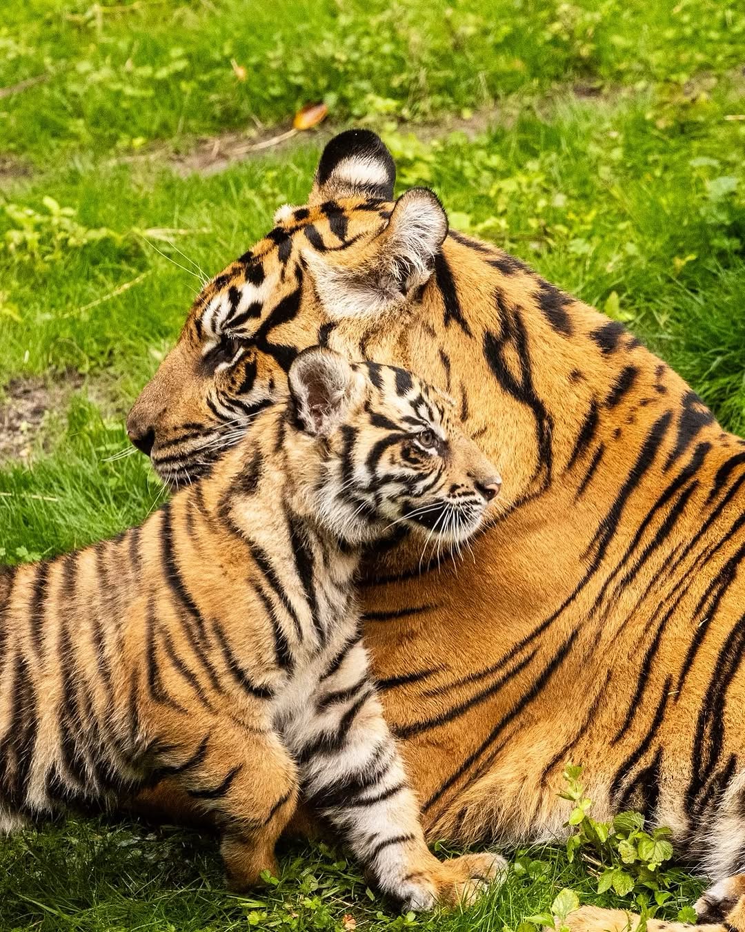 PHOTOS: Sumatran Tiger Baby Bakso Appears at Disney’s Animal Kingdom Post Image