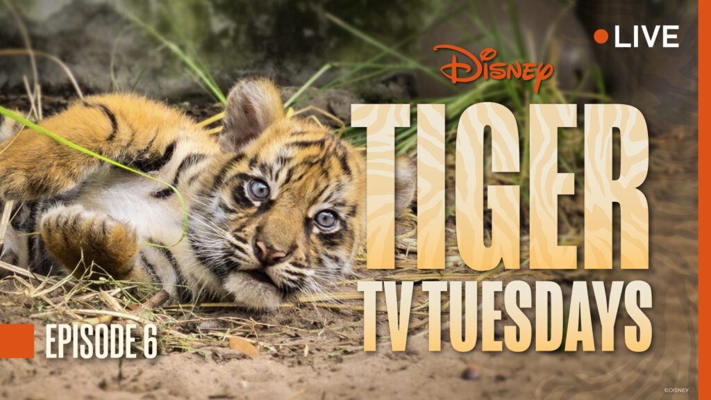 Tiger Tuesdays: Baby Bakso Continues to Get Ready For His Animal Kingdom Debut Post Image
