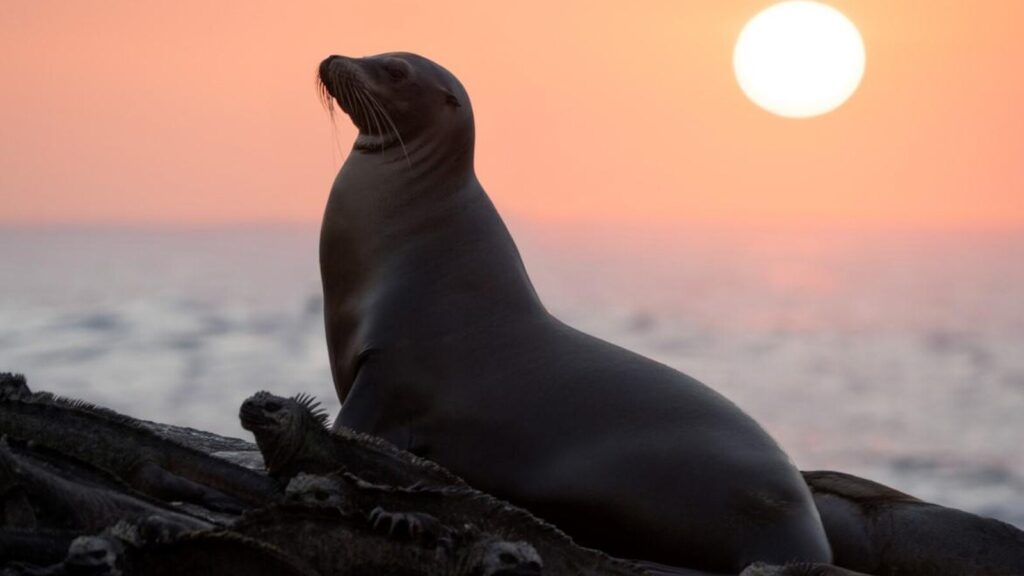 FIRST LOOK: Disneynature’s ‘Sea Lions of the Galapagos’ Will Premiere Soon on Disney+ Post Image