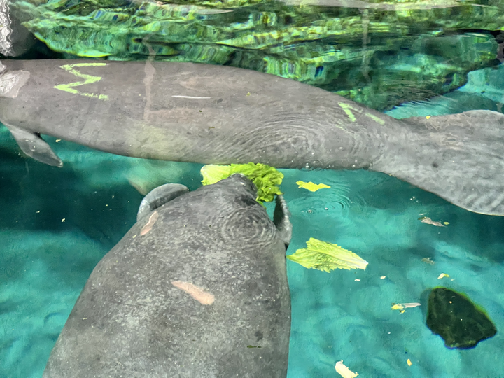 The Seas with Nemo &amp; Friends Introduces Mermaid, the Pavilion’s Newest Manatee Star! Post Image