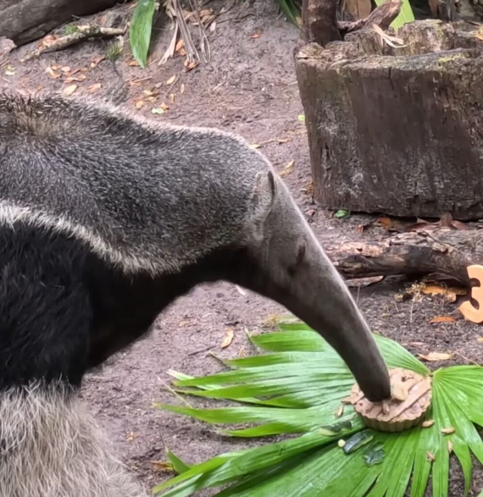 WATCH: The Anteaters at Disney’s Animal Kingdom Celebrate Pi Day! Post Image
