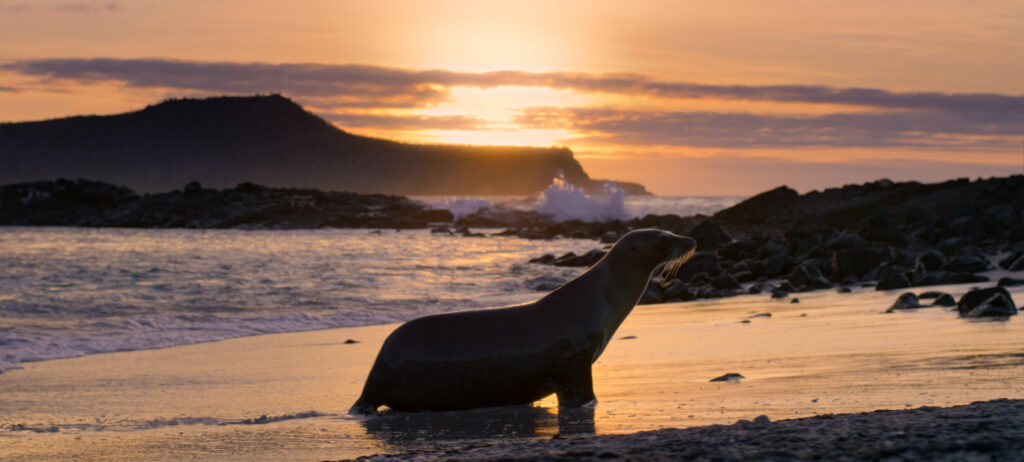 Celebrate Earth Day With ‘Sea Lions of the Galapagos’ on Disney+ Post Image