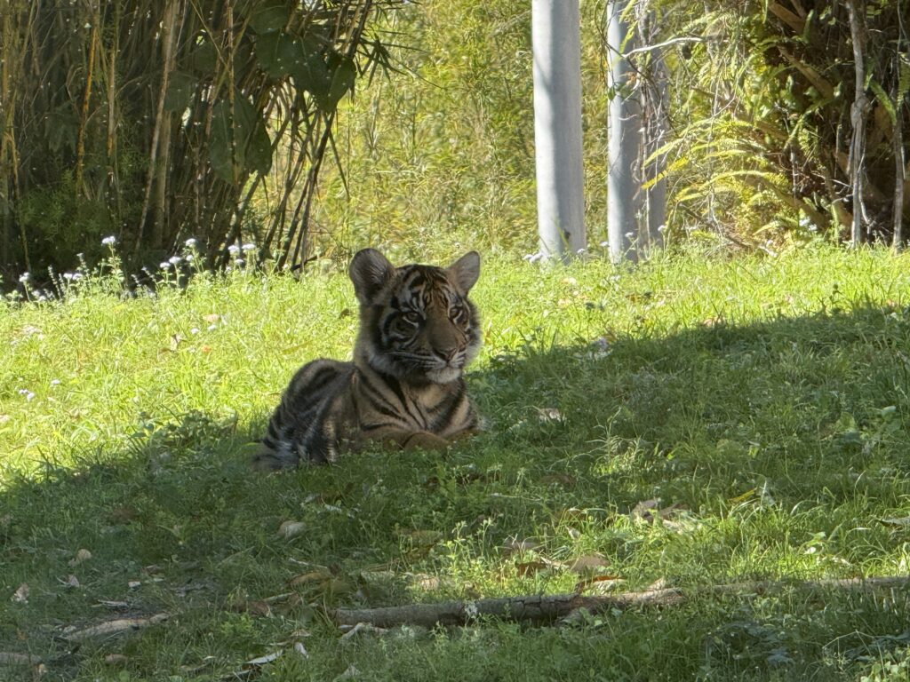 PHOTOS &amp; VIDEO: We Got to See the New Baby Otters at Disney’s Animal Kingdom! Post Image