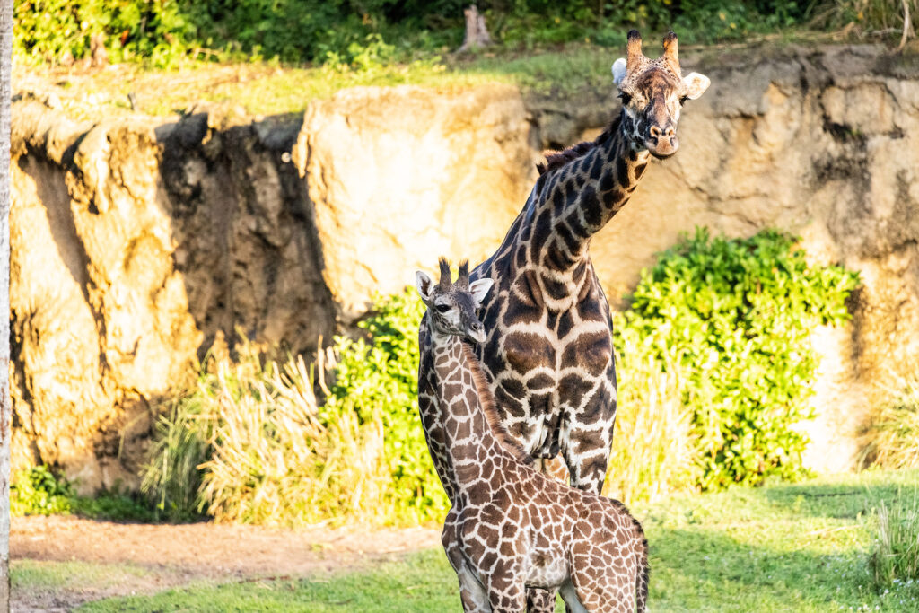 WATCH: Disney’s Animal Kingdom Cast Members Get Their First Look at the Park’s New Baby Giraffe Post Image