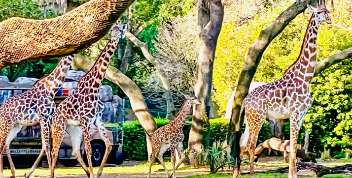 WATCH: Baby Tucker Takes His First Steps Onto the Animal Kingdom Savannah Post Image