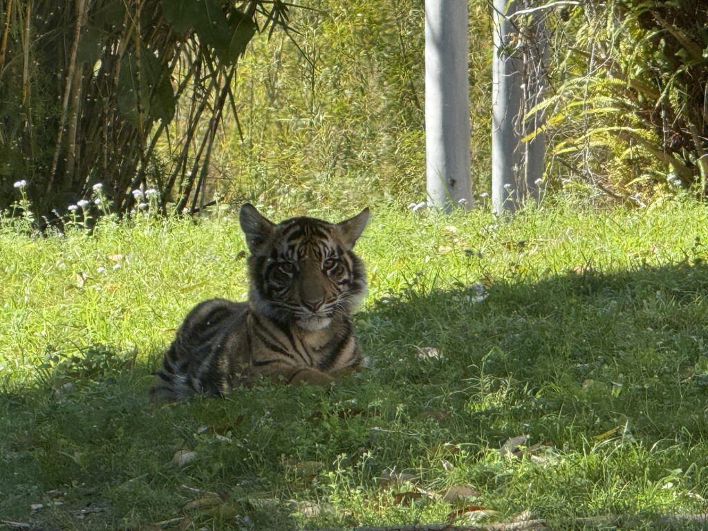 NEW Wallabies Debut at Disney’s Animal Kingdom! Post Image
