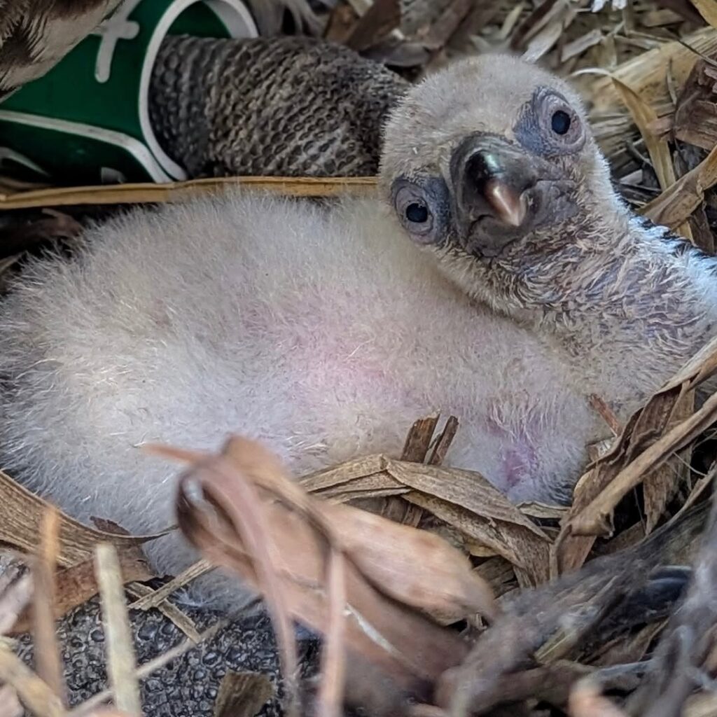 New Greater Flamingo Chicks Have Been Born at Disney’s Animal Kingdom Lodge Post Image