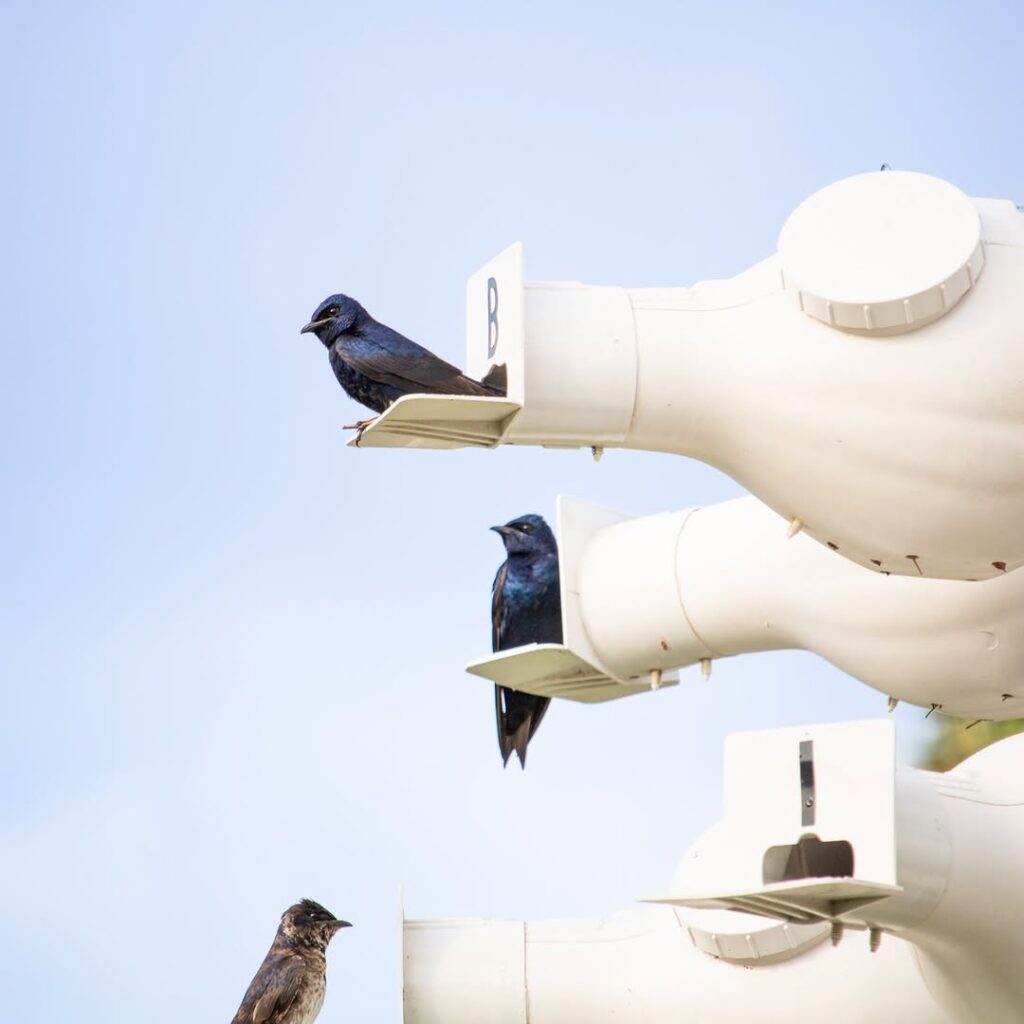 WATCH: Disney Animal Experts Inspect Purple Martins Before They Fly Back to Brazil Post Image