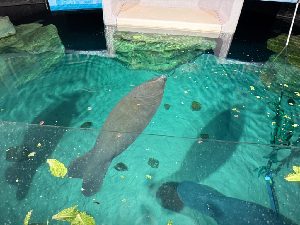 Disney Shares Recent Sea Turtle Release for World Sea Turtle Day Post Image