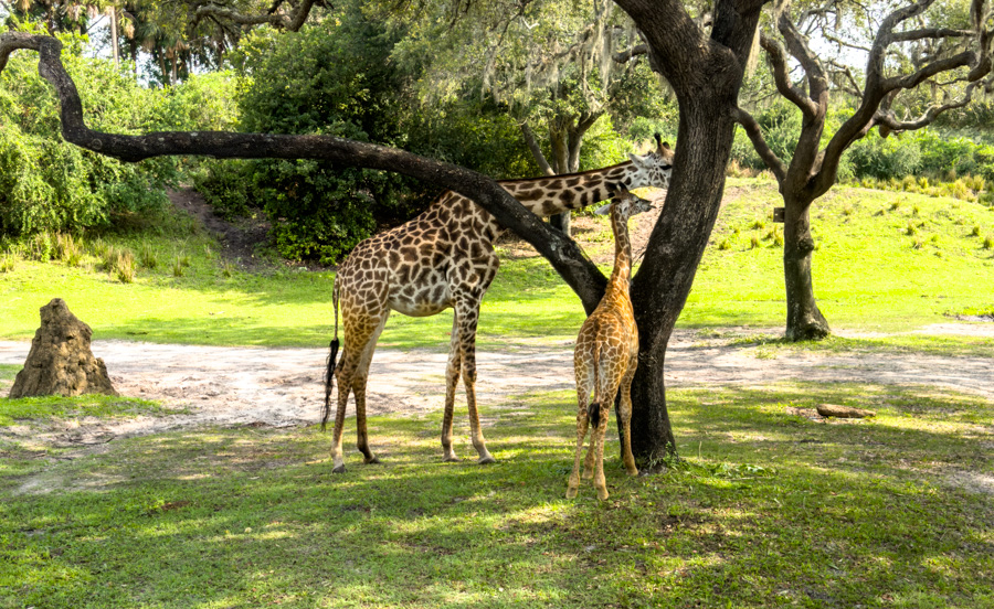 Carly the Reeve’s Muntjac Celebrates a Birthday at Disney’s Animal Kingdom! Post Image