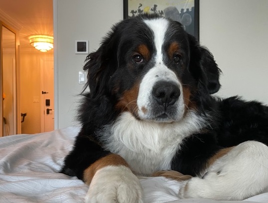 Top 10 Items Your Pup Needs for a Disney World Vacation Post Image