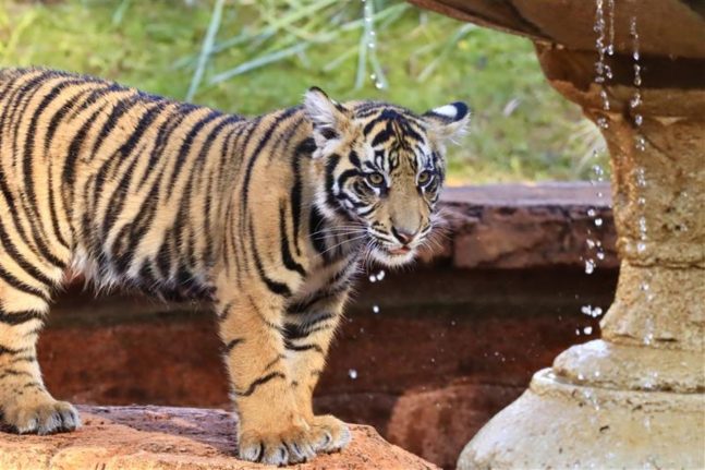 Disney Is Getting Ready to Celebrate Baby Bakso’s First Birthday With a “Wild” Party Post Image