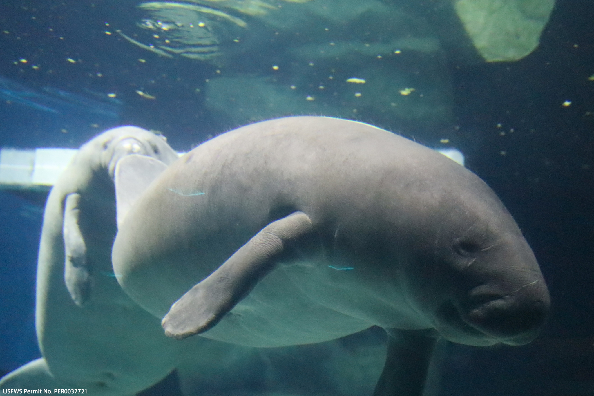 WATCH: EPCOT’s Cider the Manatee Successfully Undergoes an Abscess Procedure Post Image