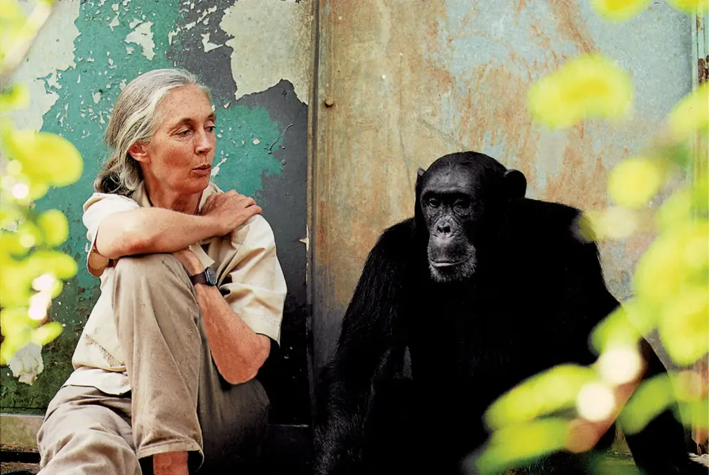 Dr. Jane Goodall Passes Away at Age 91 Post Image