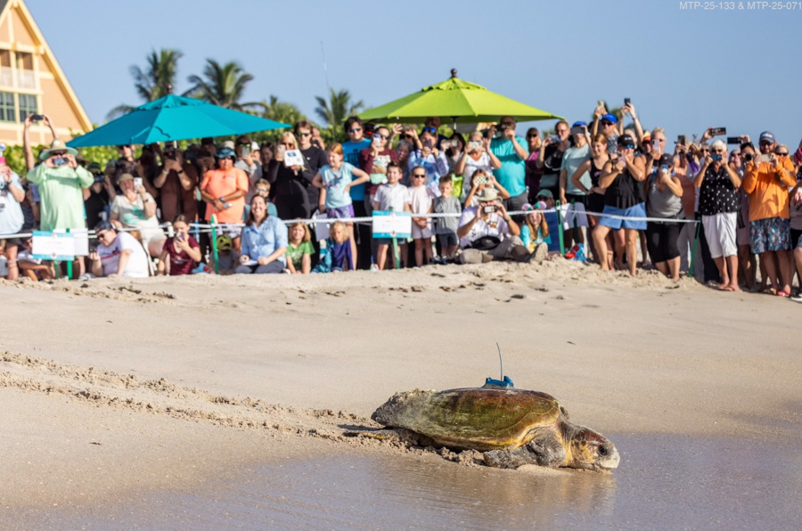 Disney Celebrates a Successful Sea Turtle Nesting Season at Vero Beach Post Image